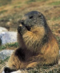 Marmotta del Gran Paradiso